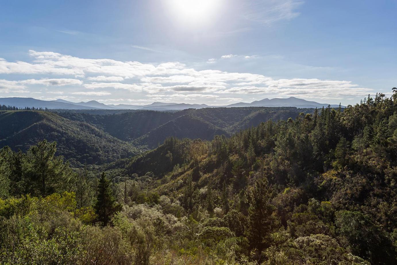 Forest Valley Cottages Knysna Zewnętrze zdjęcie